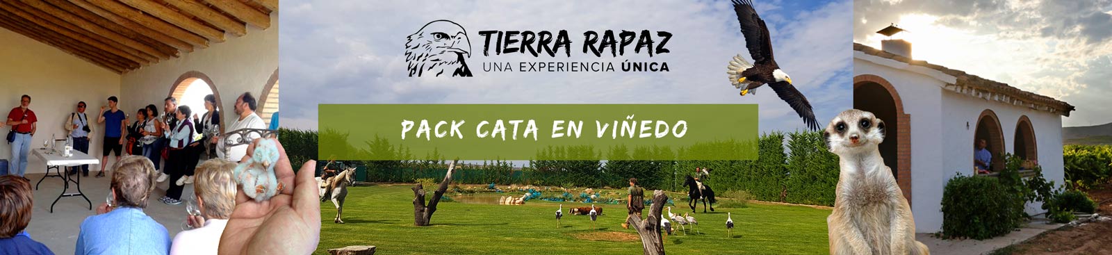 Packs Viñedo