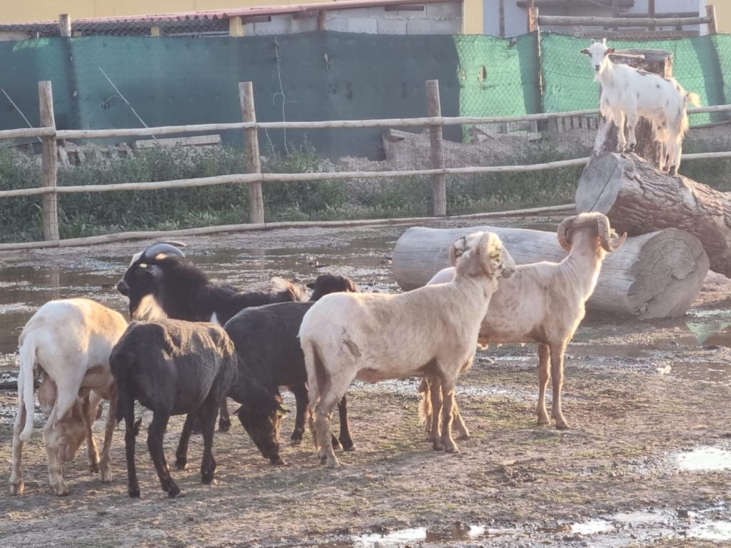 El  esquilador visita a las ovejas de Tierra Rapaz z