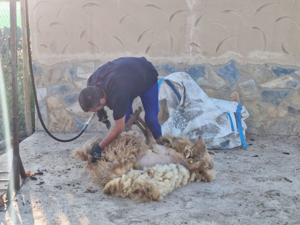 El  esquilador visita a las ovejas de Tierra Rapaz 