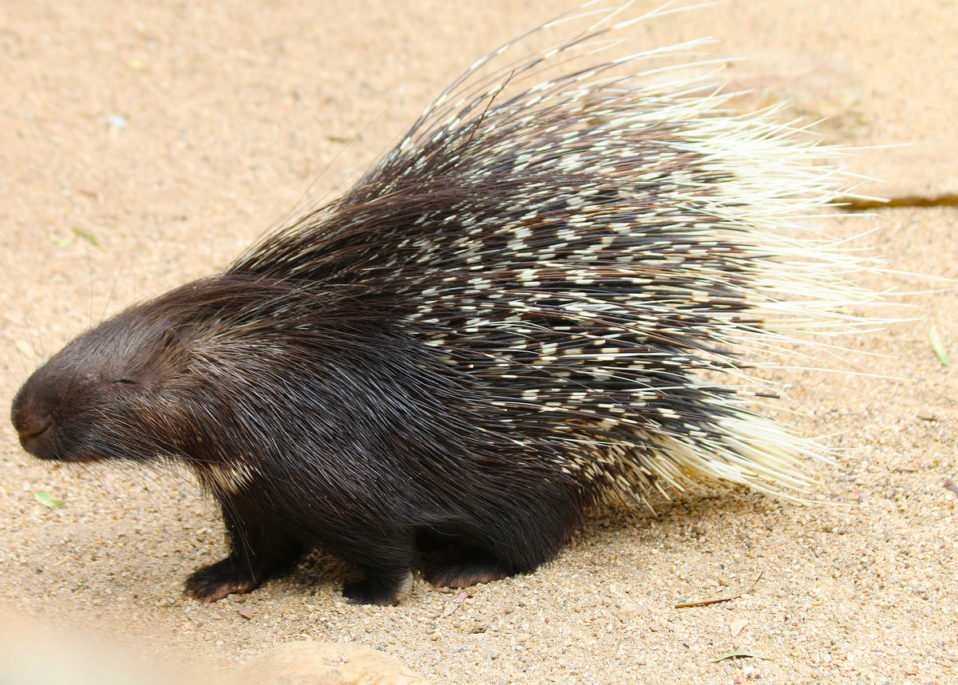Sabana africana