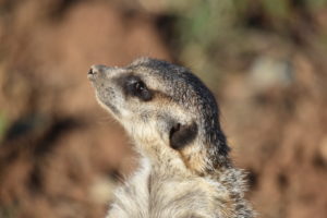 que ver en la rioja suricato en Tierra Rapaz